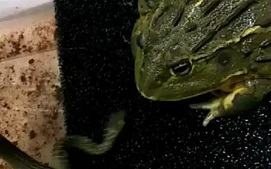 转载超大非洲牛蛙生吞棕黑锦蛇