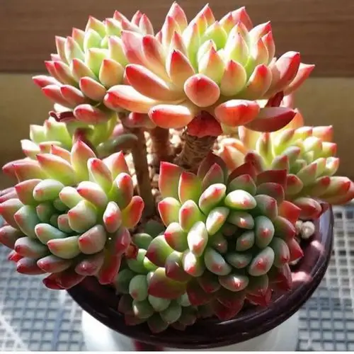 出去买多肉说这5句话,宰的就是你!