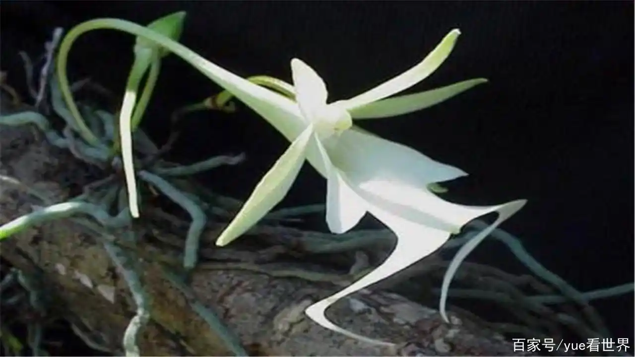 喜马拉雅山发现世界最贵的兰花,价值1500万