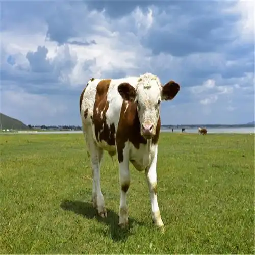 利木赞牛价格 纯种利木赞牛苗批发 法国进口牛