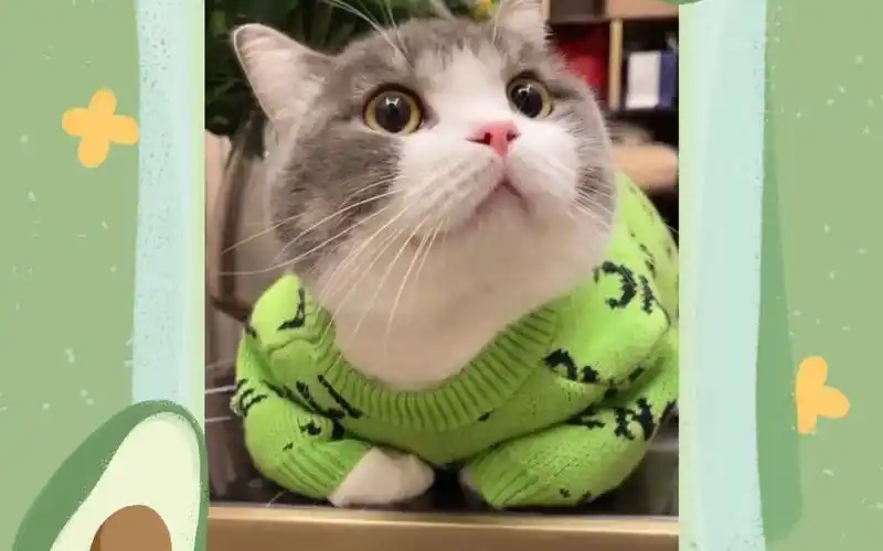 网红猫咪张土豆之清新"绿豆"