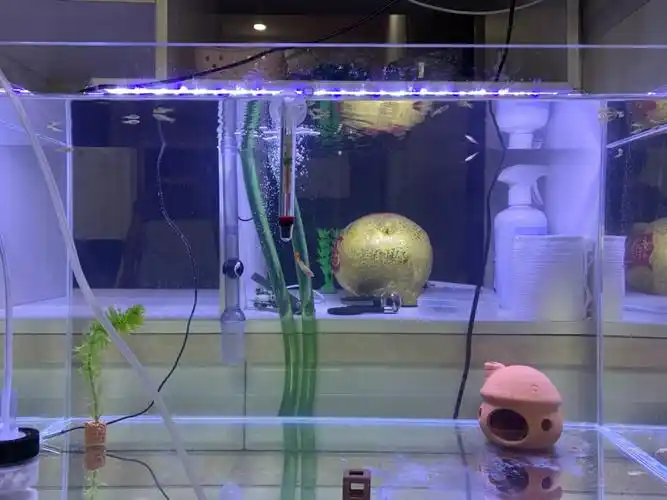 60鱼缸用什么过滤