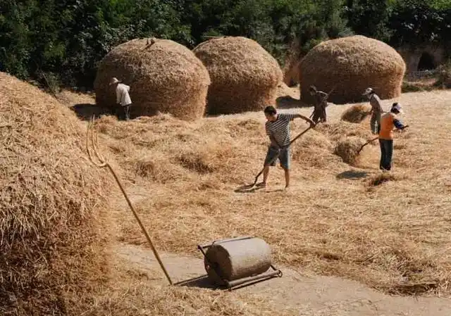 满满的儿时回忆:八九十年代农村过麦收!