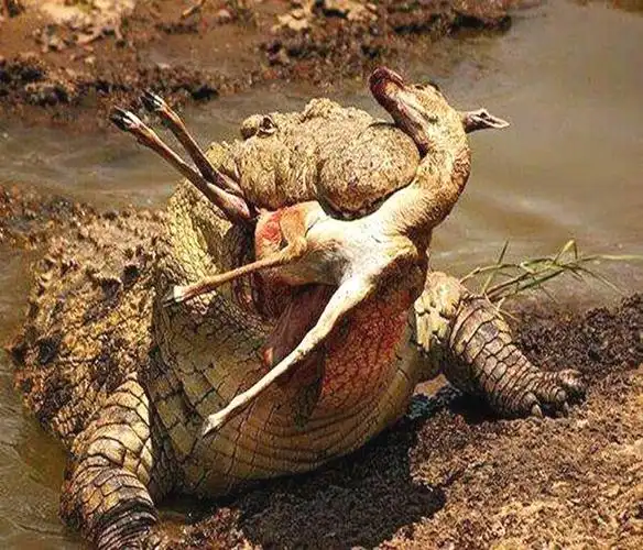 世界上最危险的肉食动物"食人鳄"真正的万物之主!