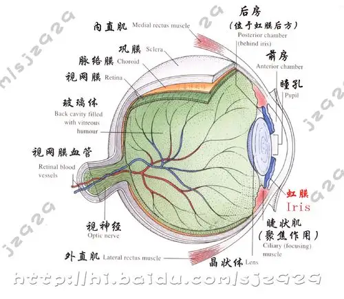 虹膜学及其特点