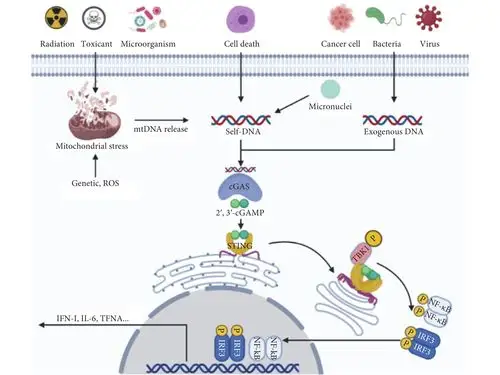 线粒体dna与cgas-sting固有免疫信号通路的研究前沿