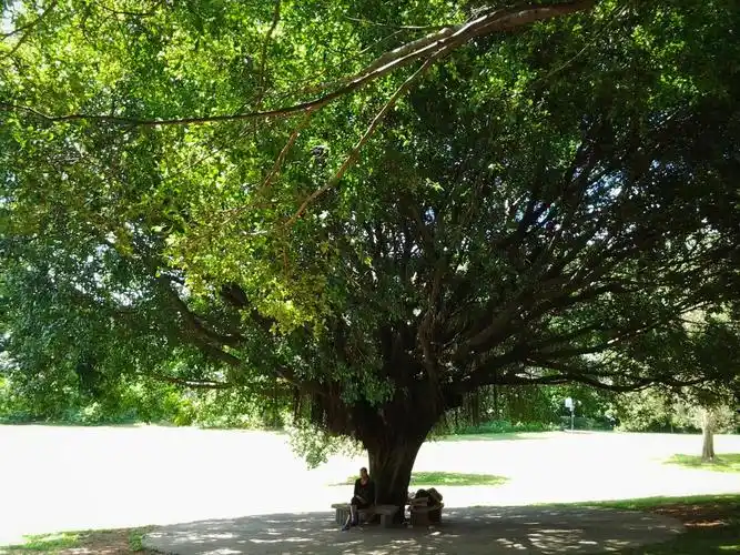 大树底下好乘凉