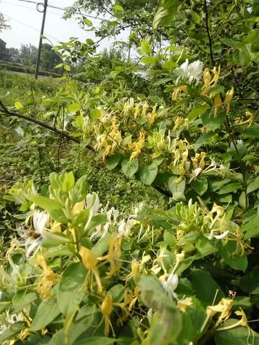 金银花开扑鼻香,满山遍野处处见,争香斗艳花色美,小小野花胜名牌,清热