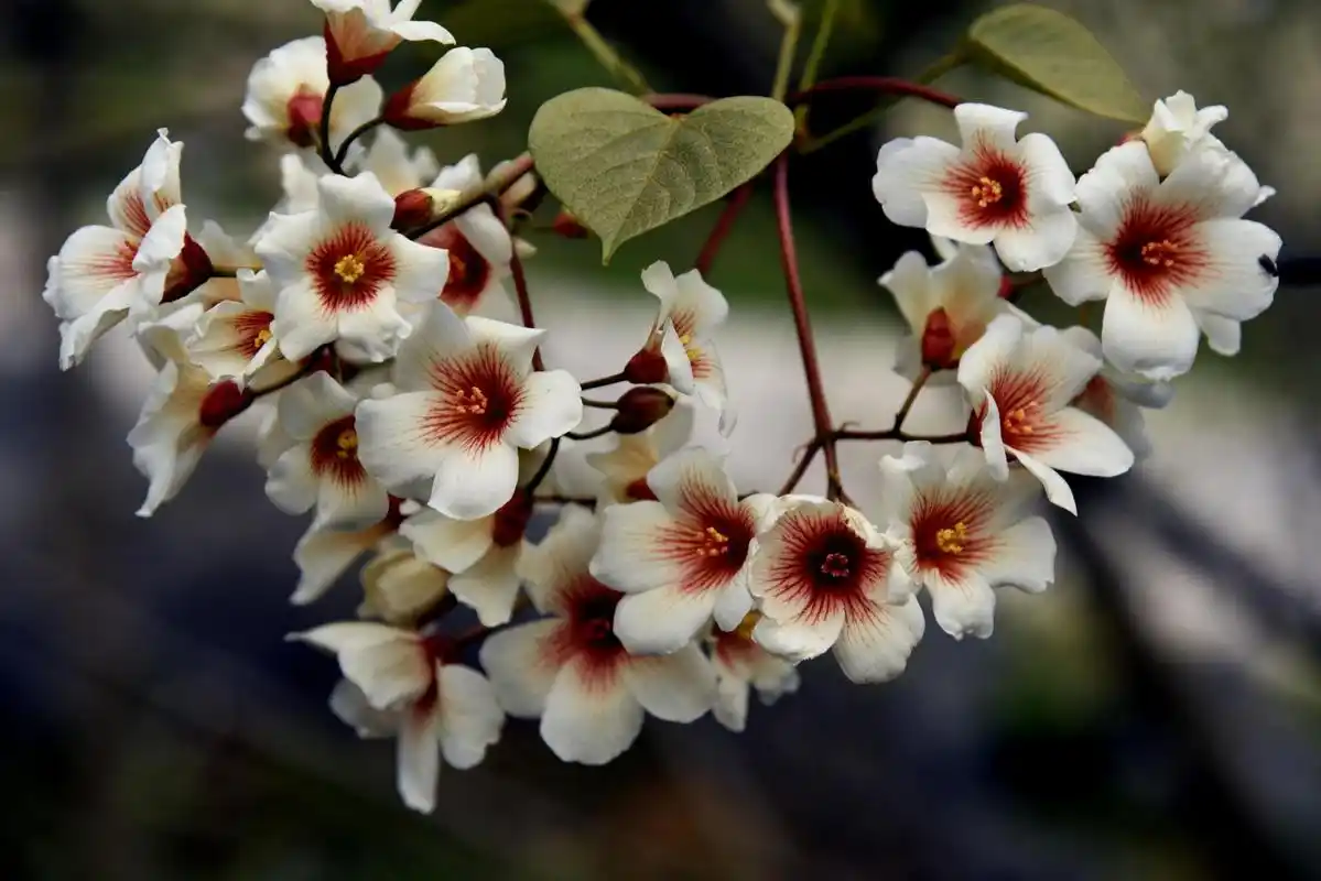 农村的桐子树花漂亮,果实榨油100多元一斤,叶子包粑粑吃很美味