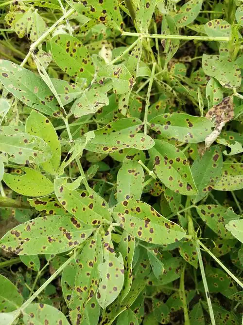 花生叶斑病,落叶又早衰,减产很严重,何为褐斑病?如何辨别防治