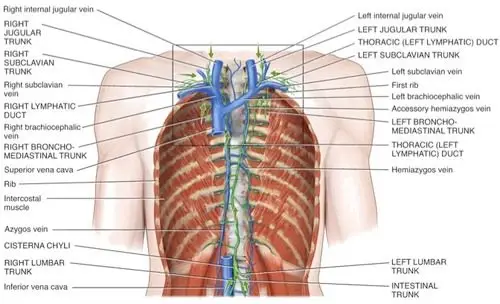 id right lymphatic duct and throacic (left) lymphatic duct