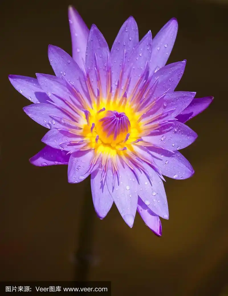 紫莲花花和雨滴