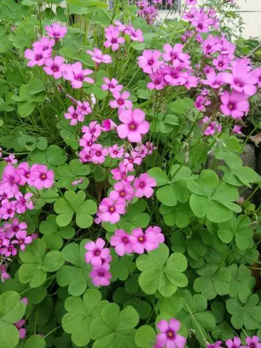 满墙的红花酢浆草,漂亮!