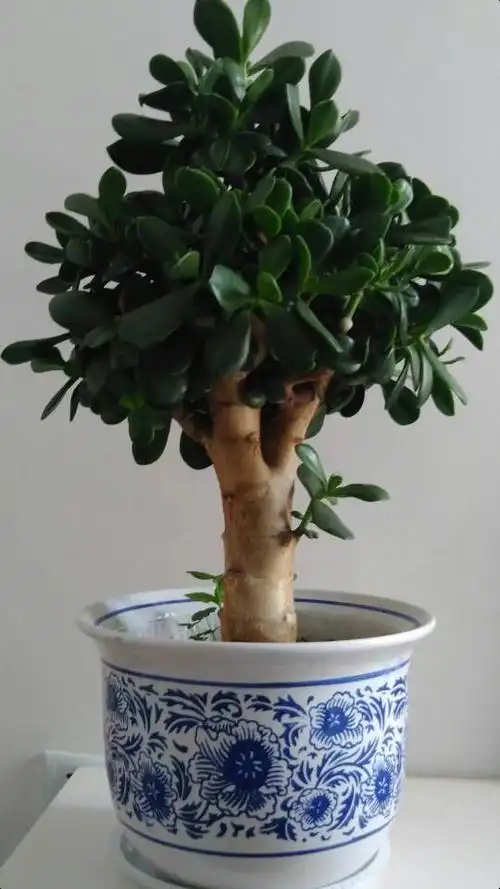 亲们这是玉树还是燕子掌?