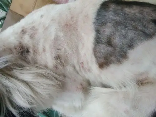 求帮忙,我家狗狗身上跳蚤严重,不知道该涂什么药(本人因某些原因无法