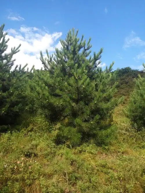 油松:北方常见的防护林树种(北方防护林建设的首选树种,油松)-52线报