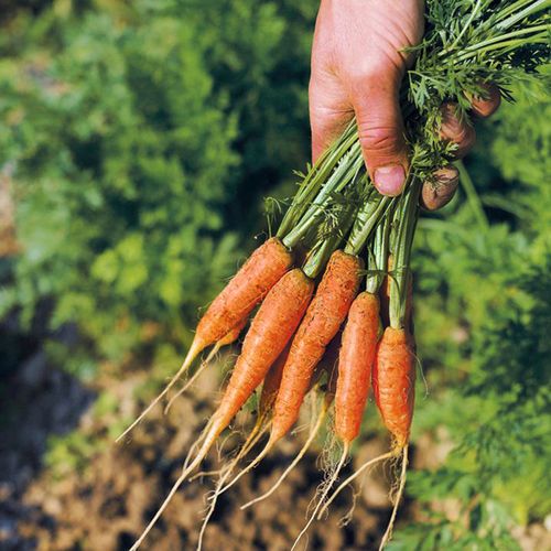 荷兰迷你手指胡萝卜种子拇指罗卜水果种籽四季家庭园艺种子