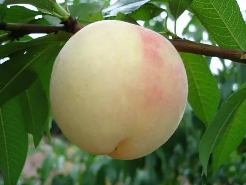 水蜜桃的营养价值