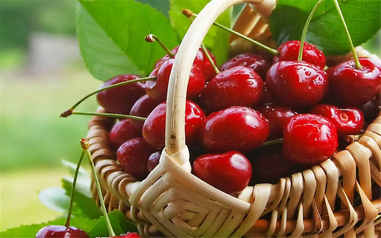 精选红樱桃壁纸合集下载高清大图预览1920x1200_植物壁纸下载_美桌网