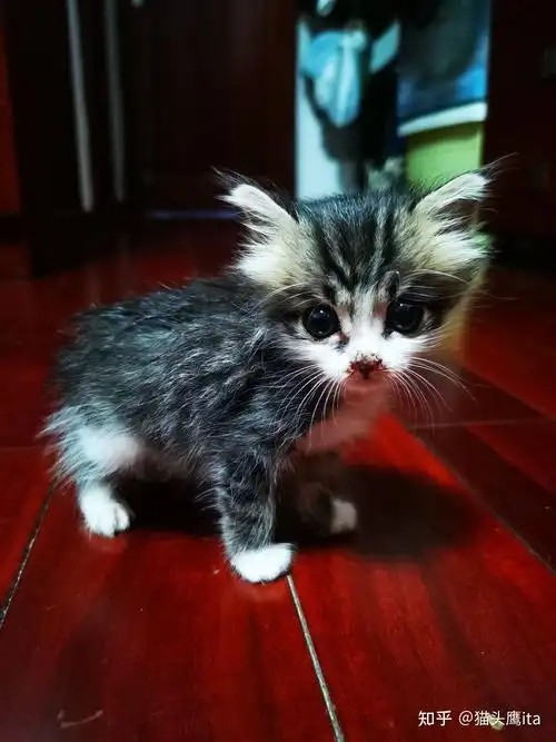 准备满月的小奶猫