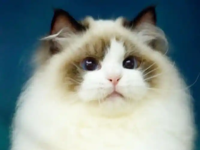 cfa世界冠军猫旺仔儿子,星河同窝兄弟,等新妈妈啦