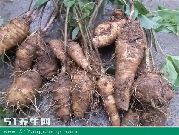 葛根的作用与功效 吃一口这巨物毒素全扫光