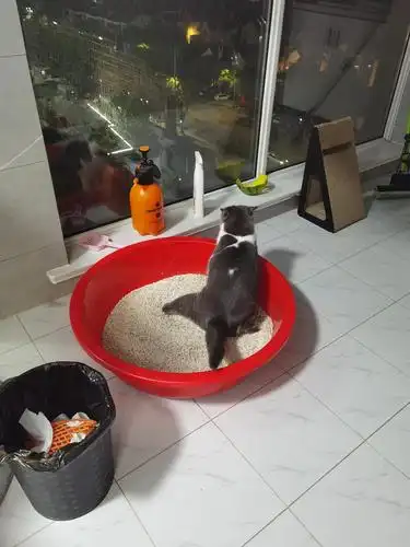 【讨论】你们的猫咪尿尿姿势是什么样的?