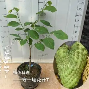 台湾榴莲释迦盆栽 新品释迦番荔枝 泰国大目释迦盆景 绿钻释迦