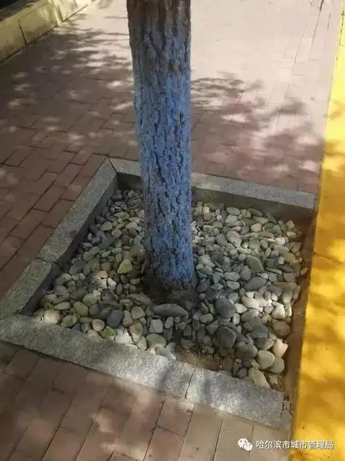 树池中铺设砂卵石,以此提升街道绿化区颜值,防止树坑中裸露尘土飘散