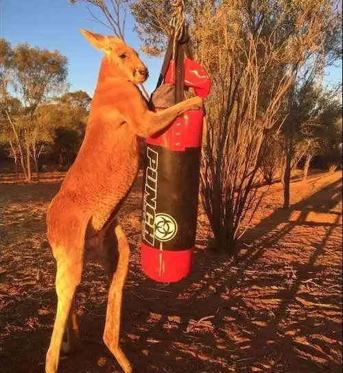 袋鼠从来不健身为什么手臂肌肉会这么发达