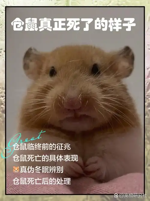 仓鼠真正死了的样子