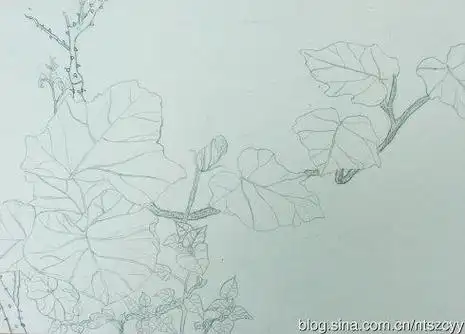 南瓜藤条简笔画