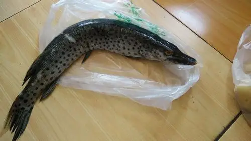 下图为     黑斑狗鱼    esox reicherti,俗称  黑龙江狗鱼,狗鱼,鸭鱼