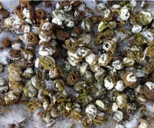 健康的鸽子粪是一般是固体状的,通常会呈现绿,褐,深色粪便颜色.