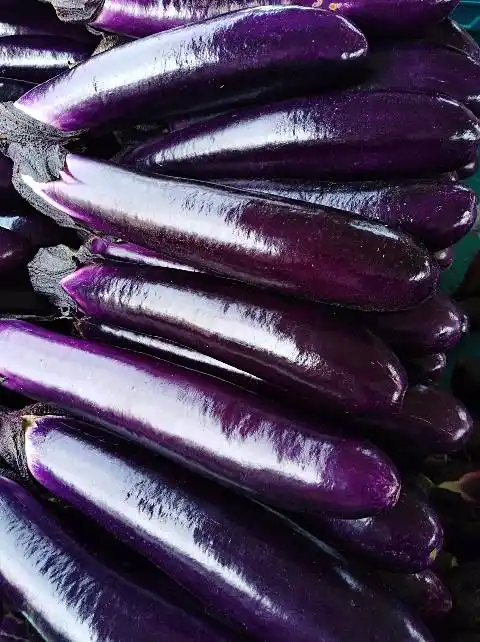 杜建良的茄子报价详情-绿果