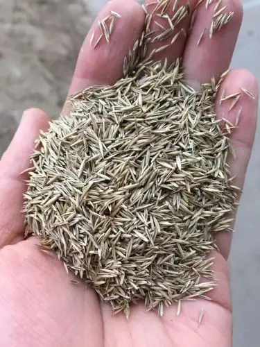 辽宁省紫羊茅种子多少钱一斤