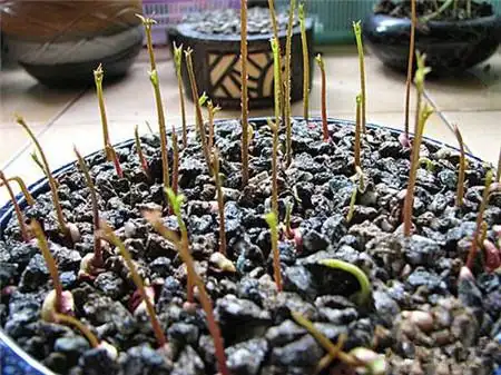 9,再过上一段时间,就可以看到小盆栽啦~8,大概1周左右,种子就会发芽啦