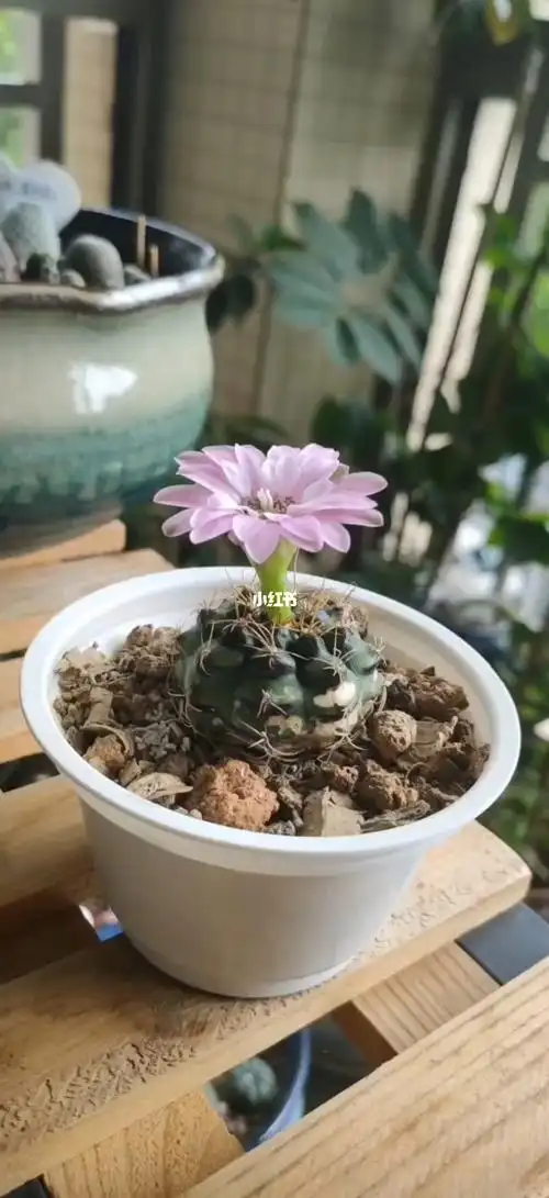 仙人球丽蛇开花第四天