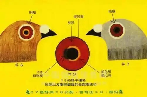名家的鸽眼配对经验,赢百万奖金的鸽子都是这样配出来的!