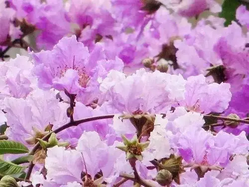 便是紫薇与腊肠的天下鹭岛的六月尾是火红的凤凰花