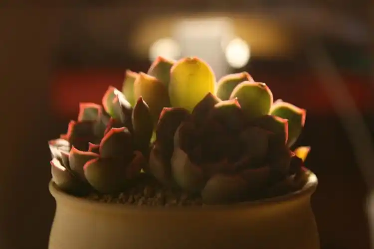 多肉版神明少女