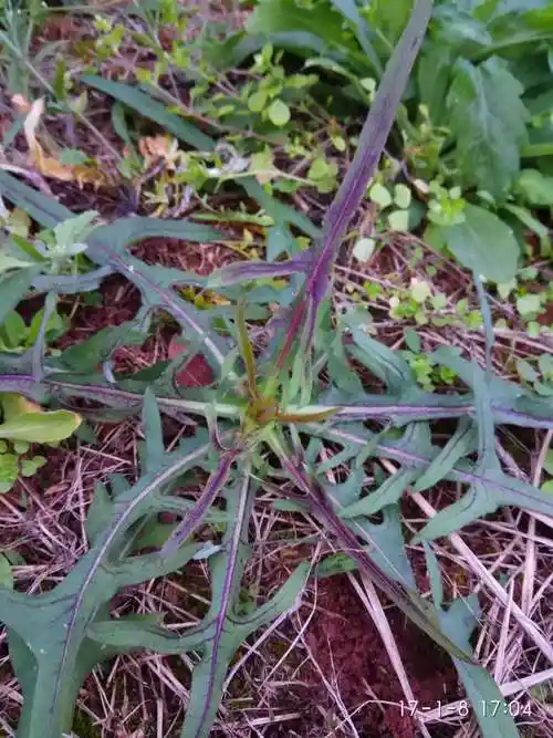 野生蒲公英新鲜婆婆丁绿色黄花地丁非种植现挖天然野菜1000克包邮