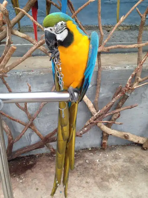 泉州海丝野生动物园