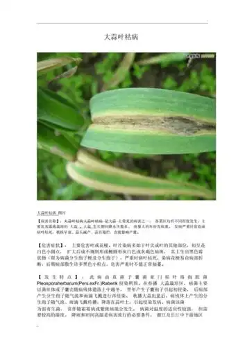 大蒜病虫害图谱及防治方法docx27页