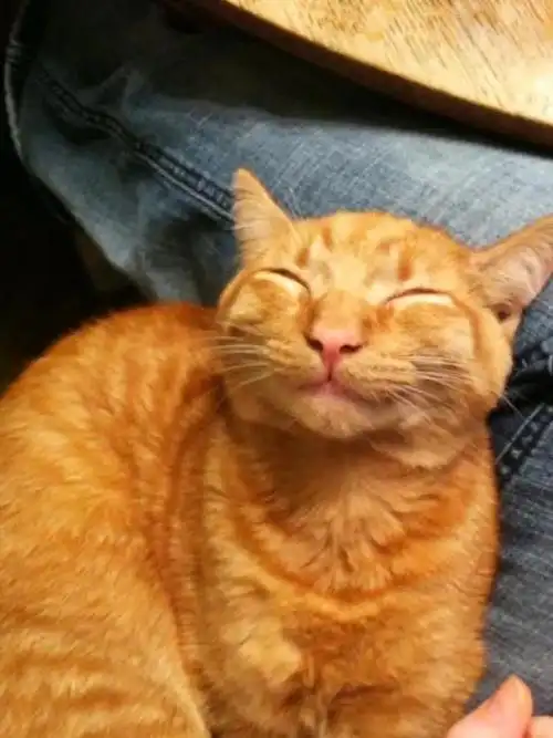 一组猫咪微笑的温暖图片看完后心情都愉悦了