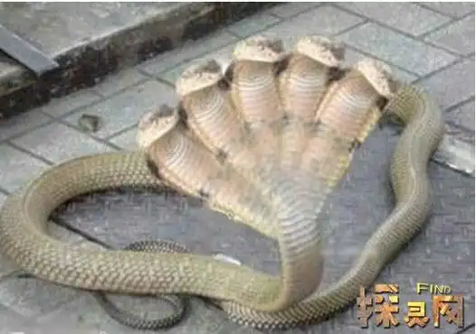 印度惊现五头蛇美人鱼受神龛香火庇佑的上古神兽图片