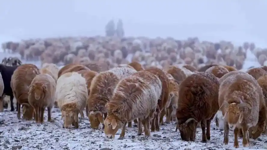 全面推进乡村振兴萨尔塔木乡繁育大尾羊牧民致富喜洋洋