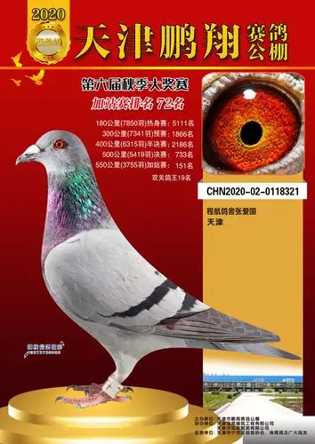 02-0118321性 别:雌目 录:程航鸽舍人 气:639次血 统:速霸龙鸽友通