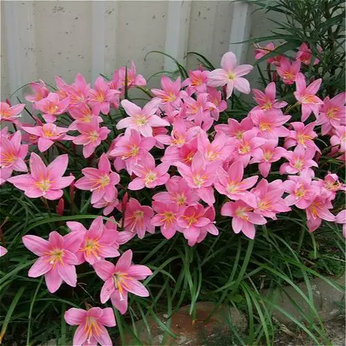 千草园艺红花韭兰风雨雨兰花卉种球花期美观花卉