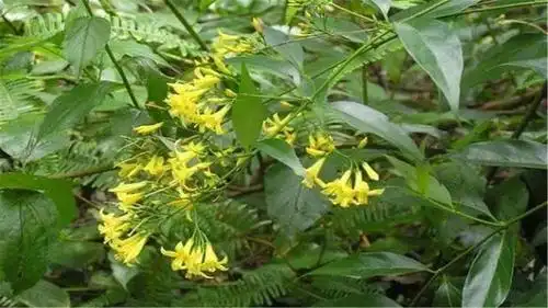 断肠草的品种很多,它对人的毒性很强,反倒对牲畜是没毒的!